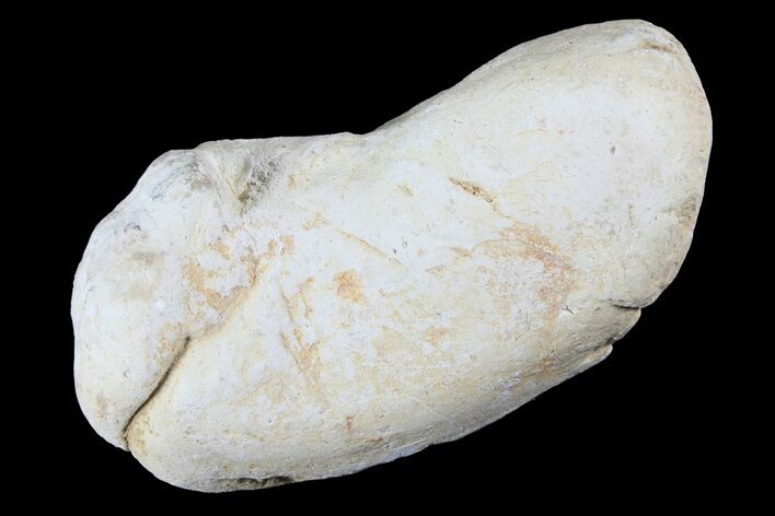 Cretaceous Fish Coprolite (Fossil Poop) - Kansas #93789